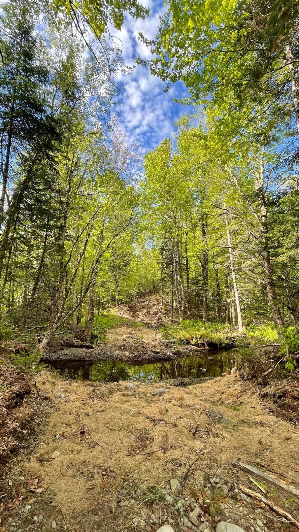 Photo of 339 Long Pond Road, Jackman, ME 04945 (MLS # 1659374)