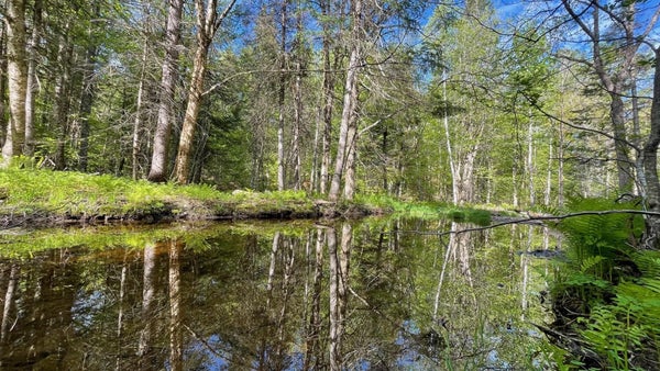 339 LONG POND RD, JACKMAN, ME 04945 - Image 30d0bd9f99c2d028a3c1f4e03e15e431/1293794974