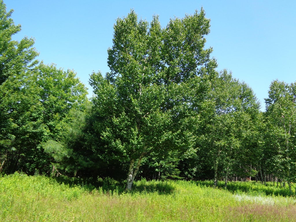 Photo of Lot 19 Bailey Mountain Road, Franklin, ME 04634 (MLS # 1661922)
