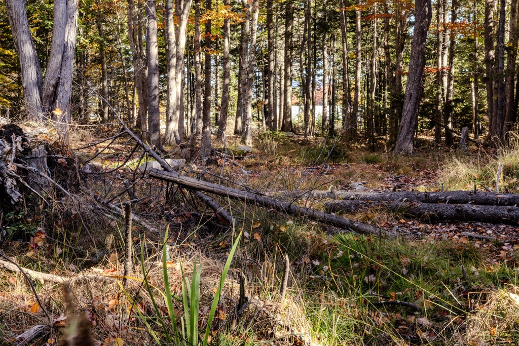 Photo of 217 Seawall Road, Southwest Harbor, ME 04679 (MLS # 1684858)