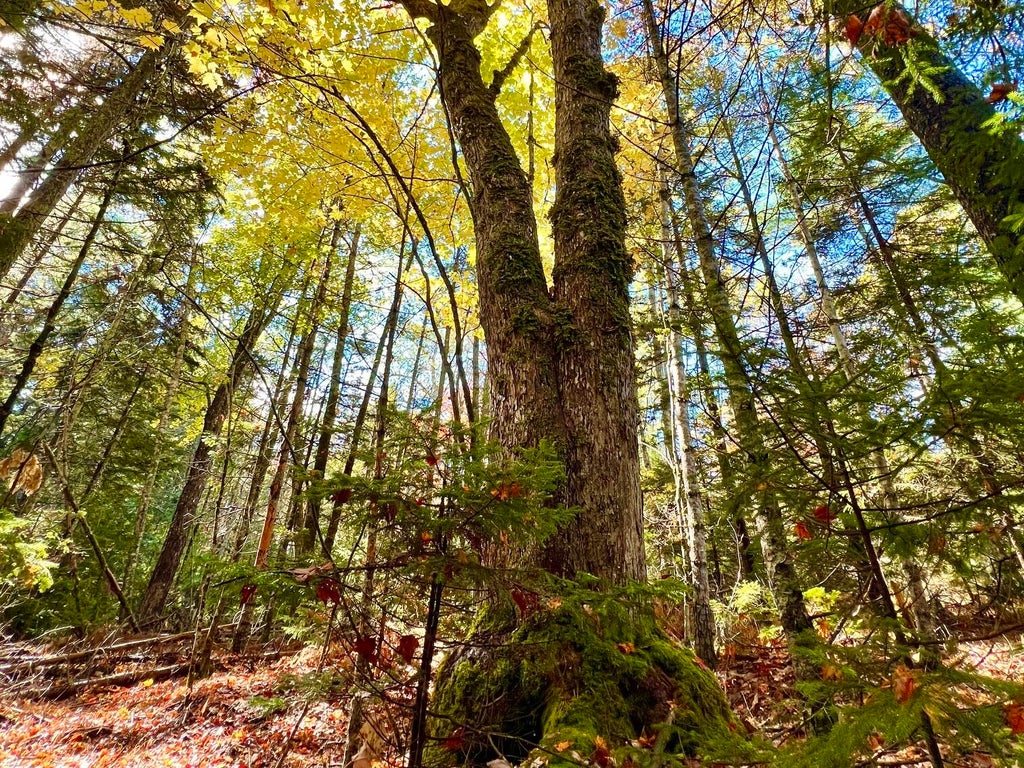 Photo of Lot #E Windsong Way, South Bristol, ME 04573 (MLS # 1685034)