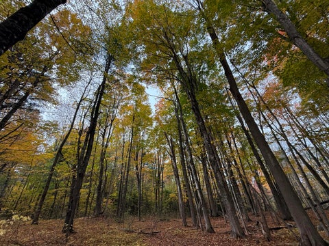 Photo of Map6Lot10A Town House Road, Swanville, ME 04915 (MLS # 1683976)