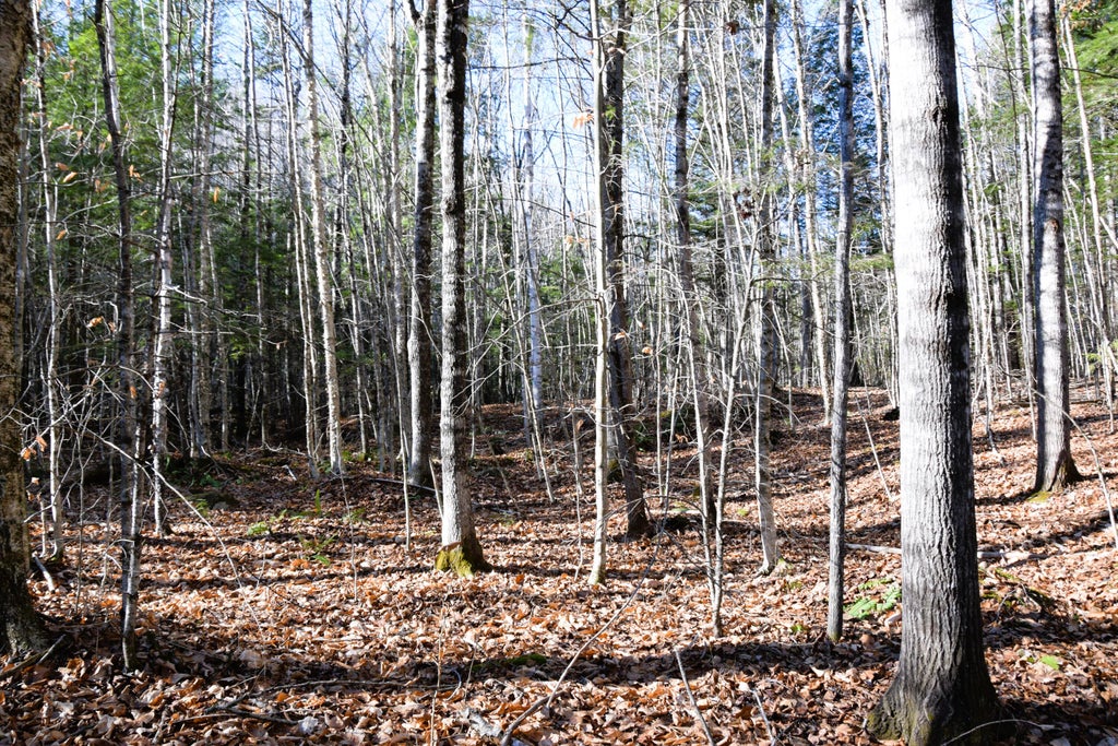 Photo of M7 L19-5 Pine Bluff Road, Embden, ME 04958 (MLS # 1643694)