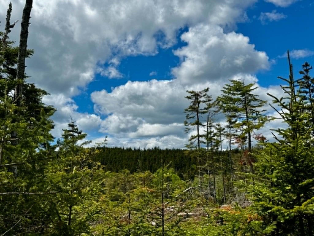 Photo of Lot 49 Port Road, Machiasport, ME 04655 (MLS # 1664646)