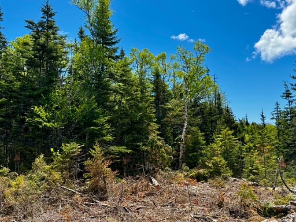 Photo of Lot 49 Port Road, Machiasport, ME 04655 (MLS # 1664646)