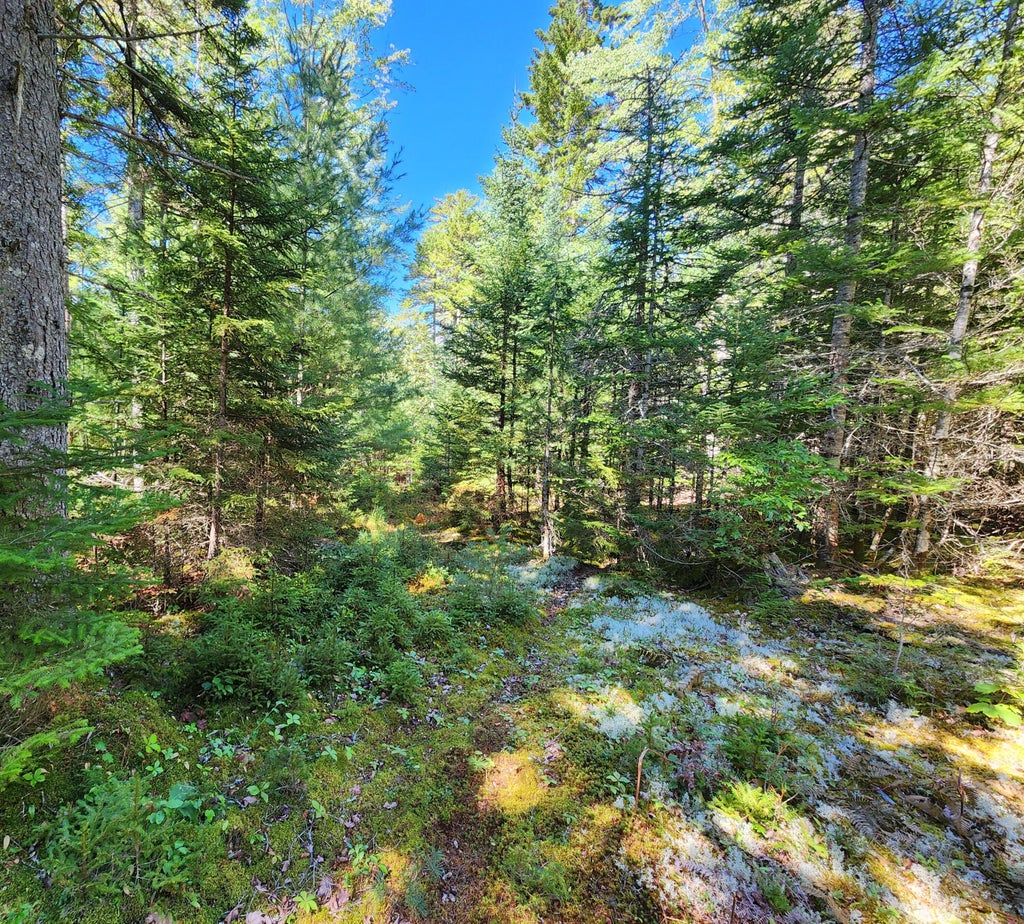 Photo of Mp35Lot7-1 Mattson Lane, Blue Hill, ME 04614 (MLS # 1679315)