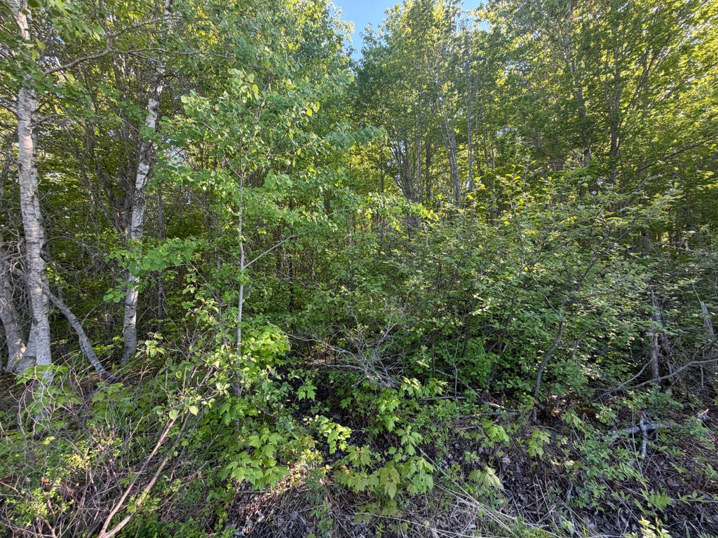 Photo of Lot A,C,&amp;D Vanceboro Road, Vanceboro, ME 04619 (MLS # 1666004)