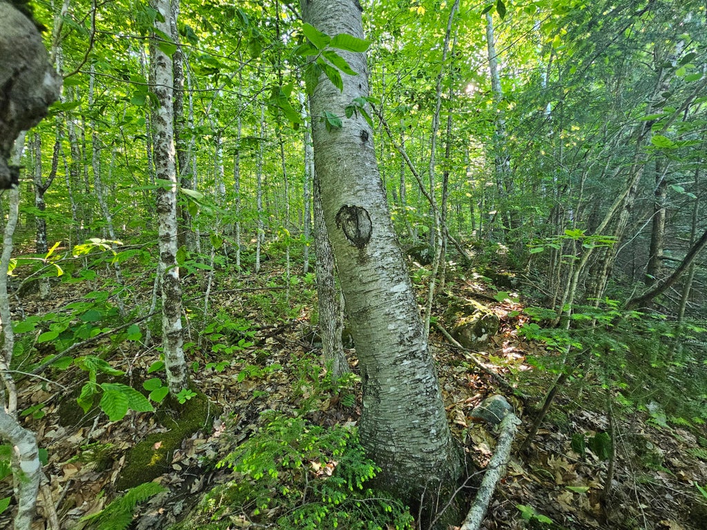 Photo of PO-L5,6,9G Great Moose Drive, Hartland, ME 04493 (MLS # 1675019)
