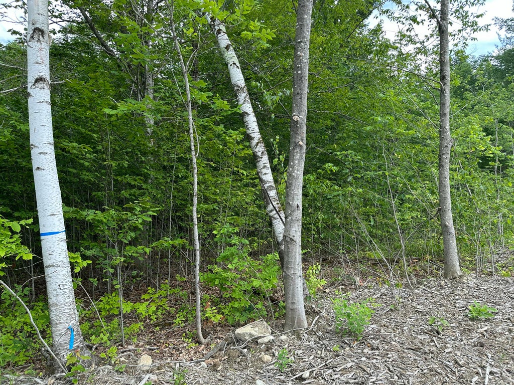 Photo of TBD Dingley Road, Bowdoinham, ME 04008 (MLS # 1669452)