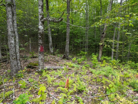 Photo of Lot 32 Bagley Mountain Road, Lincoln, ME 04457 (MLS # 1677132)