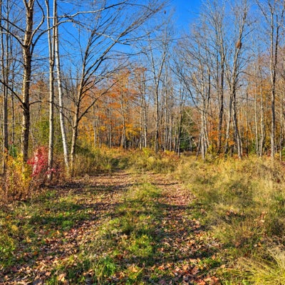 163 OLD LIMINGTON RD, CORNISH, ME 04020 - Image 82f3780f9ebaaad78dfd75a7f0c5800b/543309120
