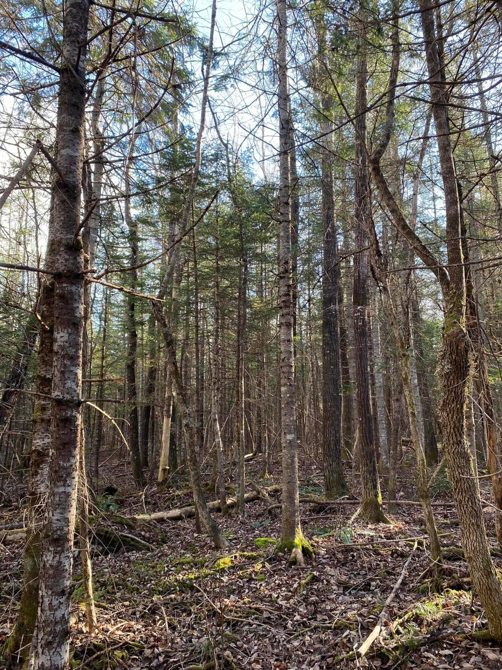 Photo of Lot 023 Pleasant Ridge Road, Dexter, ME 04930 (MLS # 1665895)