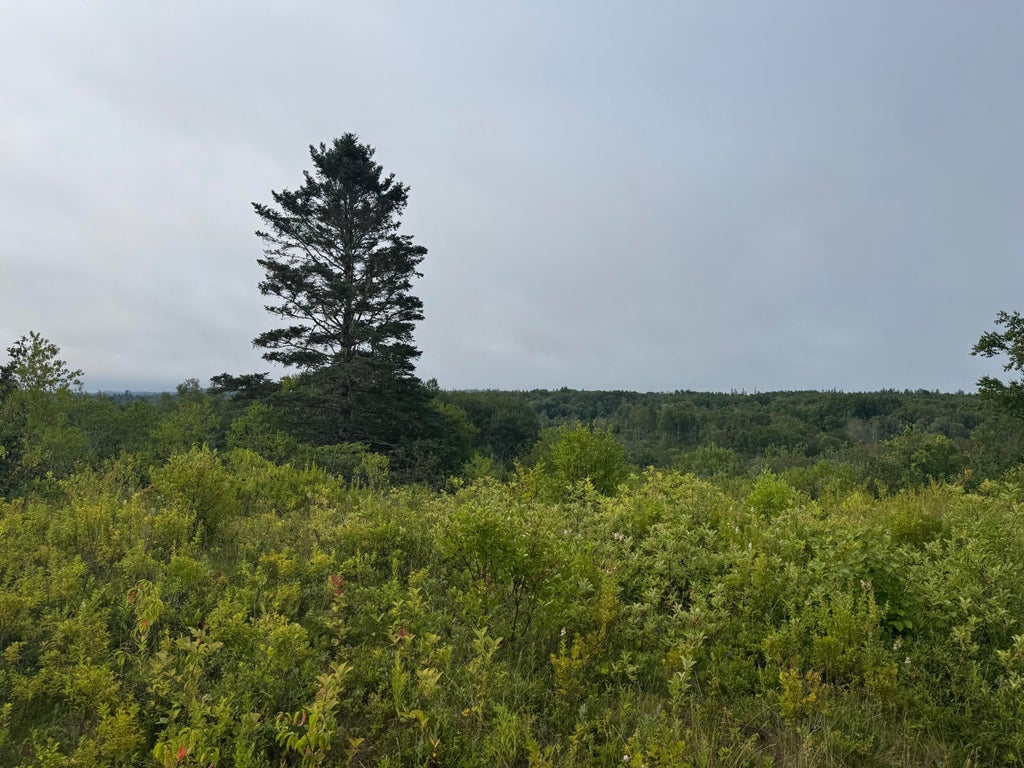 Photo of 234 Wilcox Road, Trescott Twp, ME 04652 (MLS # 1681383)