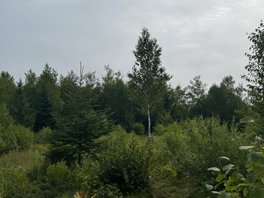 Photo of 234 Wilcox Road, Trescott Twp, ME 04652 (MLS # 1681383)