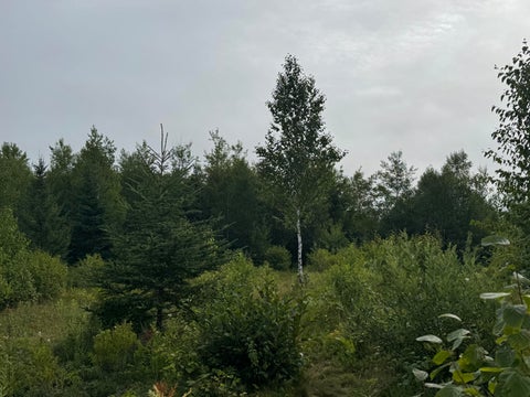 Photo of 234 Wilcox Road, Trescott Twp, ME 04652 (MLS # 1681383)