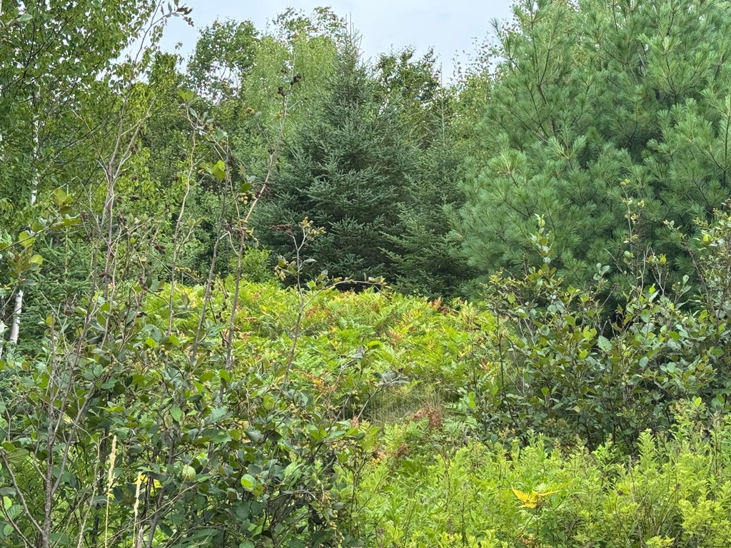 Photo of 234 Wilcox Road, Trescott Twp, ME 04652 (MLS # 1681383)
