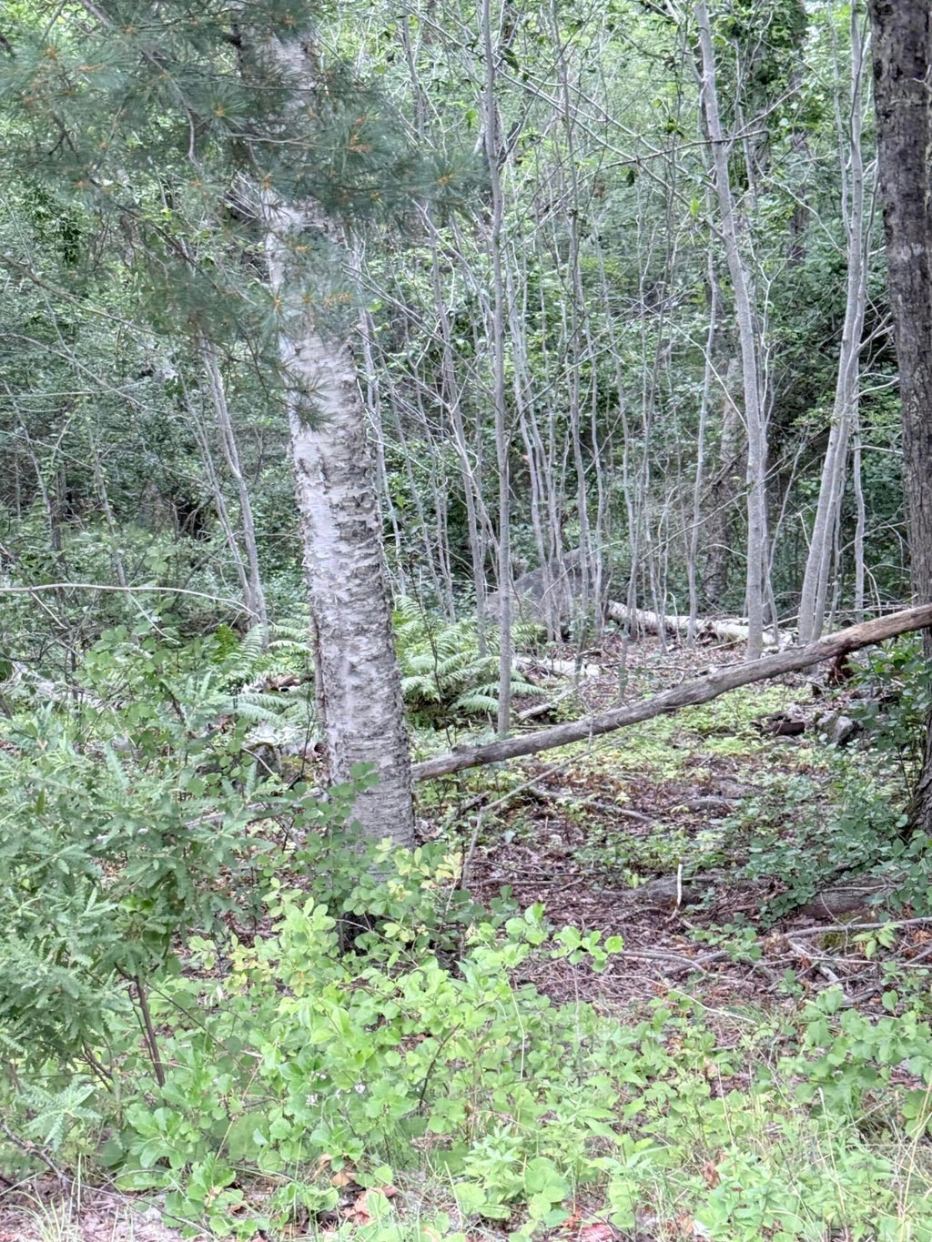 Photo of 00 Walker Road, Lamoine, ME 04605 (MLS # 1676631)