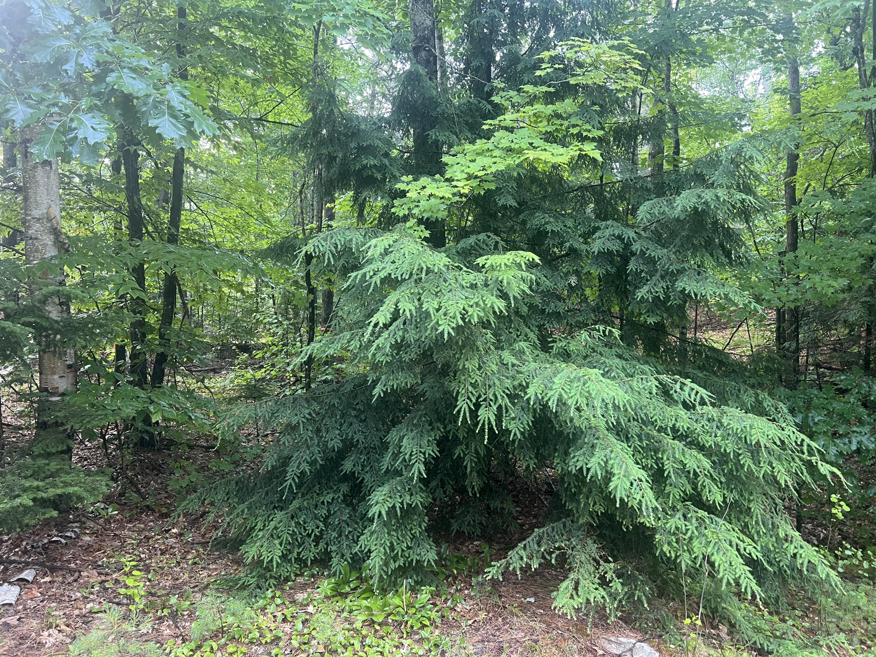 Lot #1 Intervale Road