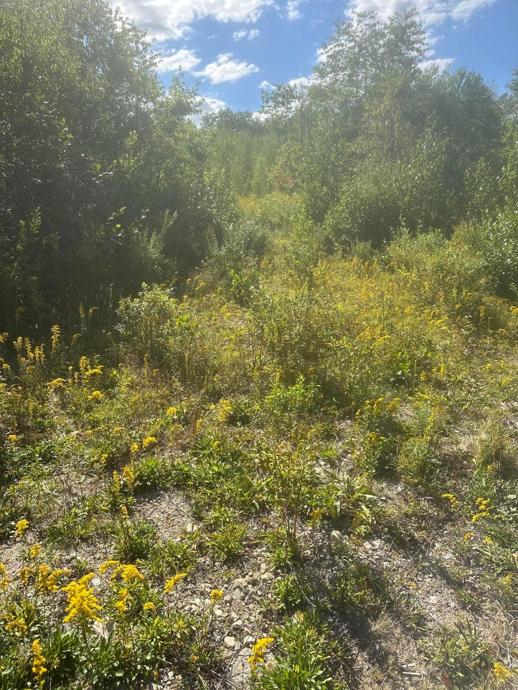Photo of Lot 4 W Side Unionville Road, Steuben, ME 04680 (MLS # 1679047)