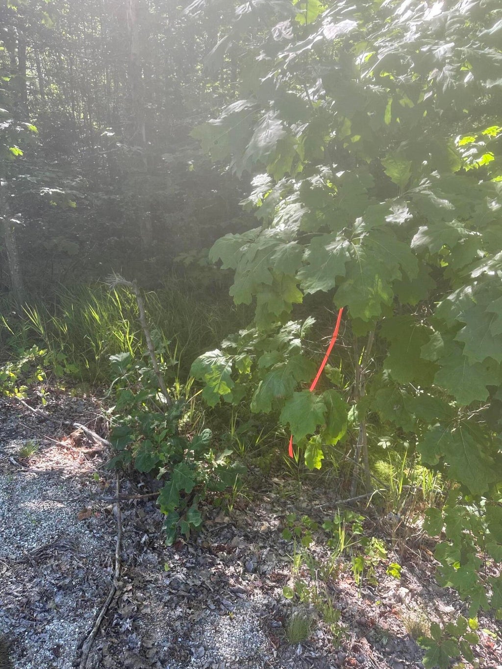 Photo of Lot 5 W Side Unionville Road, Steuben, ME 04680 (MLS # 1679067)