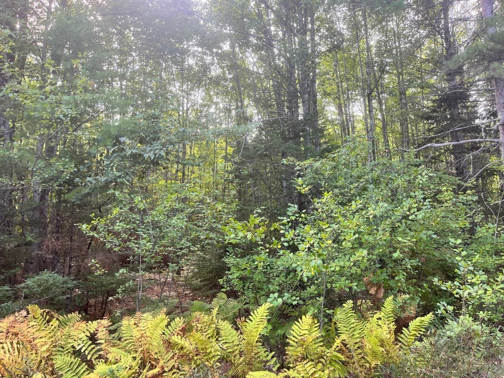Photo of 009 Morgan Bay Road, Surry, ME 04684 (MLS # 1680751)