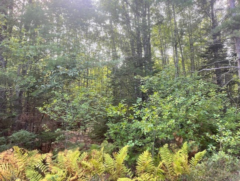 Photo of 009 Morgan Bay Road, Surry, ME 04684 (MLS # 1680751)