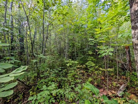 Photo of M6 L27-1 Loggin Road, Frankfort, ME 04438 (MLS # 1679687)