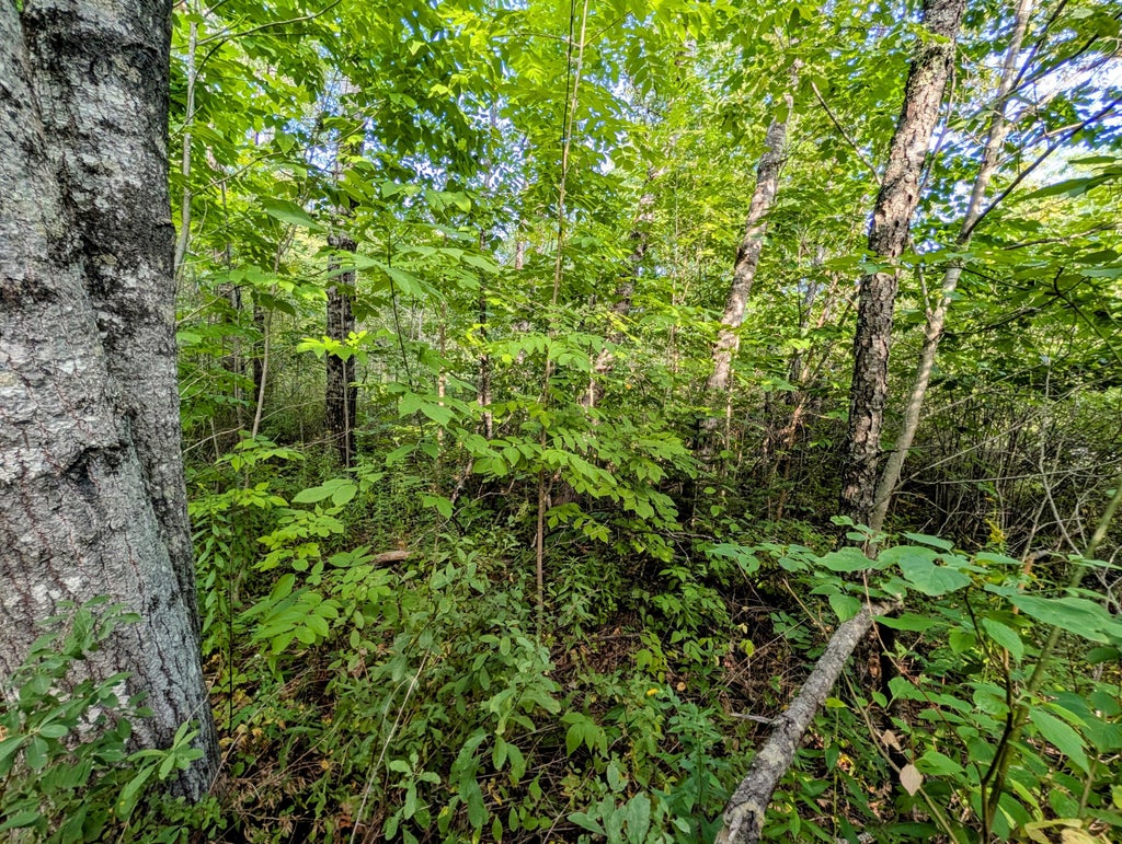 Photo of M6 L27-1 Loggin Road, Frankfort, ME 04438 (MLS # 1679687)