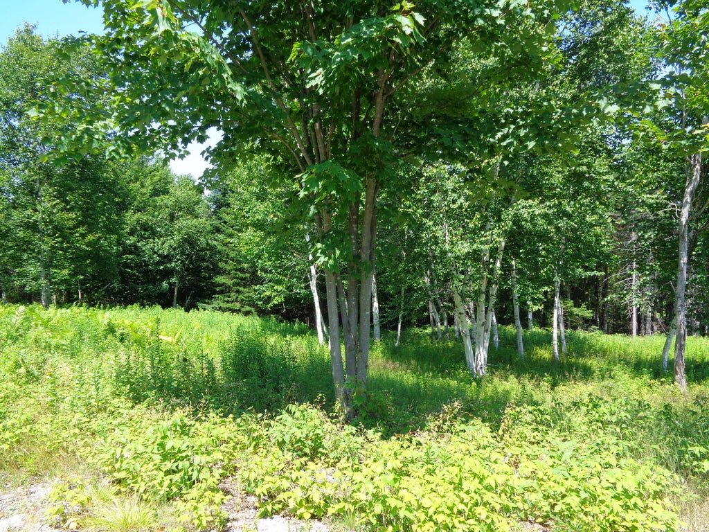 Photo of Lot 17 Bailey Mountain Road, Franklin, ME 04634 (MLS # 1661913)