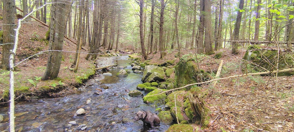 Photo of 463 Clover Mill Road, Farmington, ME 04938 (MLS # 1678665)