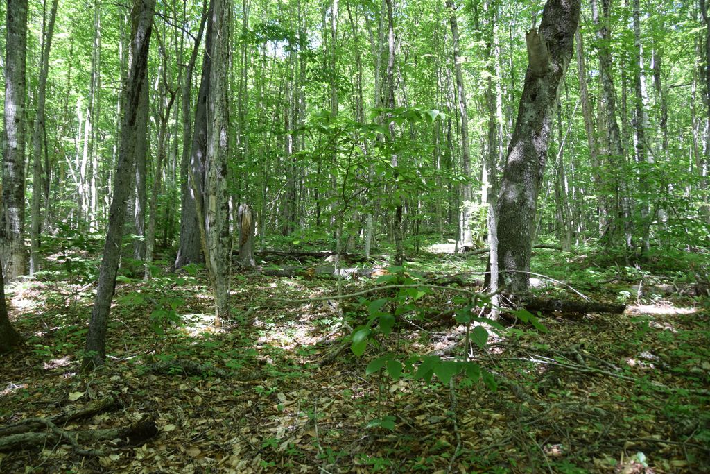 Photo of MSO3 L16 Flow Road, Carrying Place Twp, ME 04961 (MLS # 1671830)