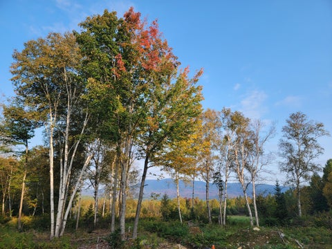 Photo of 41-109 Big Snow Way, Rangeley, ME 04970 (MLS # 1676126)