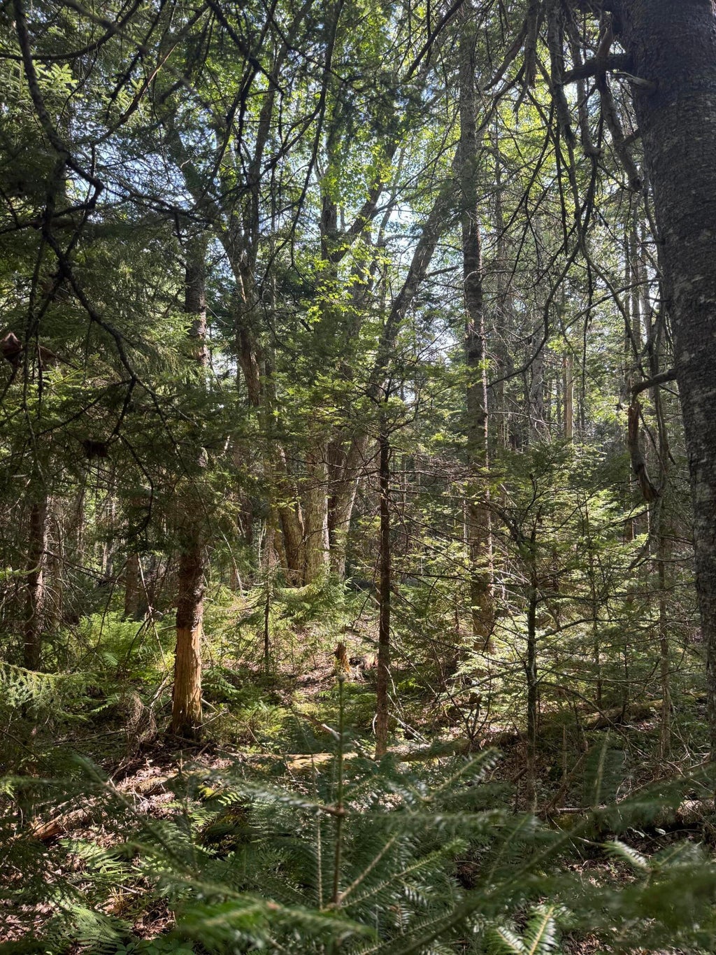 Photo of Lot 17 Kelley Lane, Trenton, ME 04605 (MLS # 1676218)