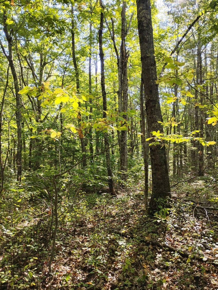 Photo of 2 Bicknell Road, Belmont, ME 04952 (MLS # 1643520)