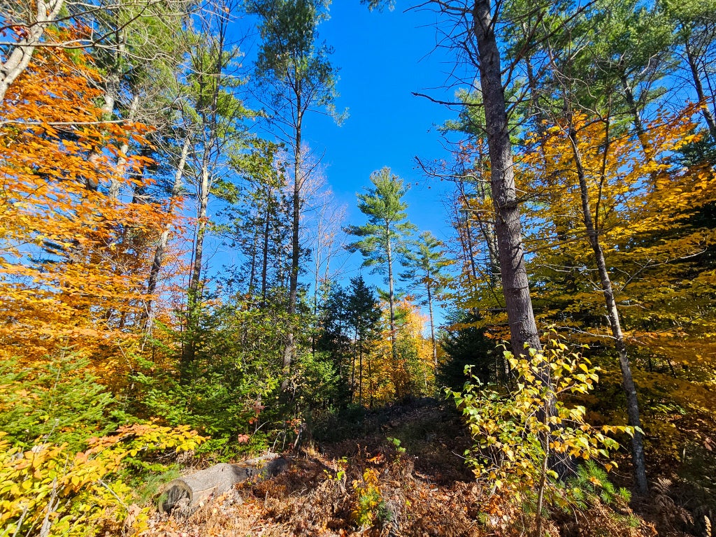 Photo of M13 L55 Holman Road, Peru, ME 04290 (MLS # 1684965)