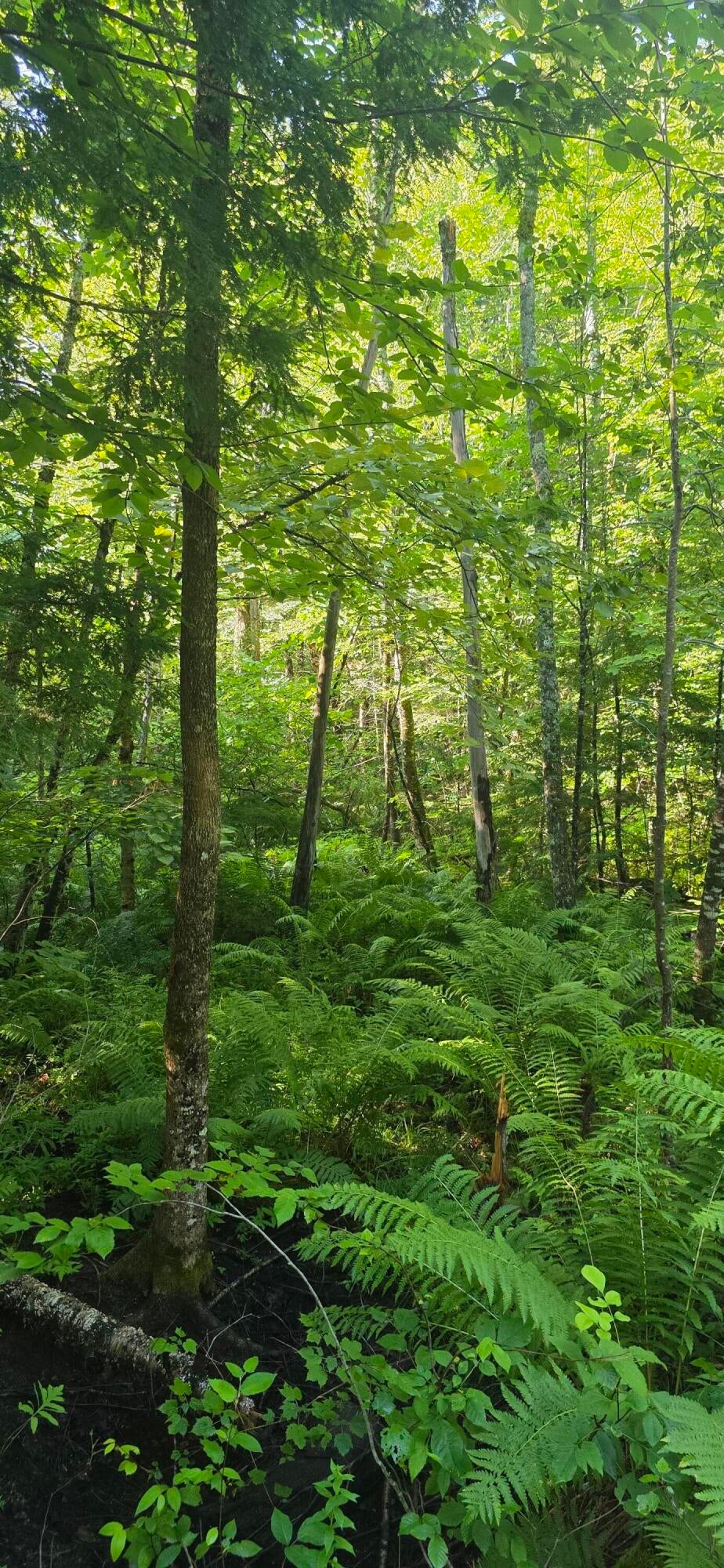 Photo of 041 Moosewa Trail, Otisfield, ME 04270 (MLS # 1674756)
