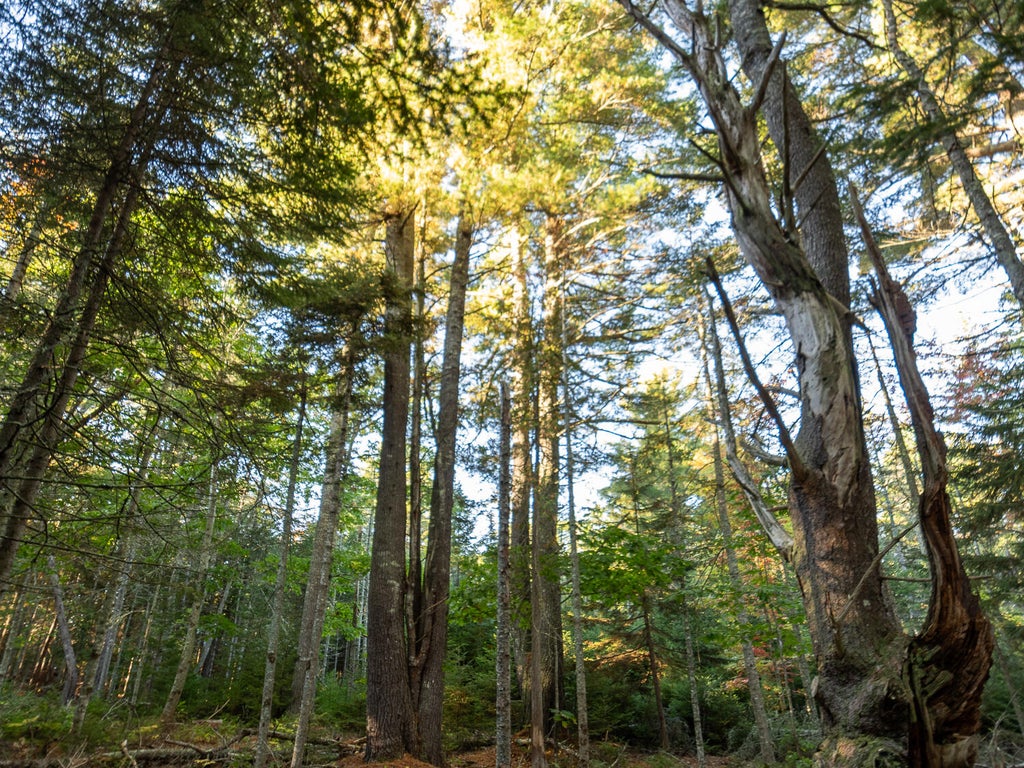 Photo of 213/17/1 Knox Road, Bar Harbor, ME 04609 (MLS # 1683158)