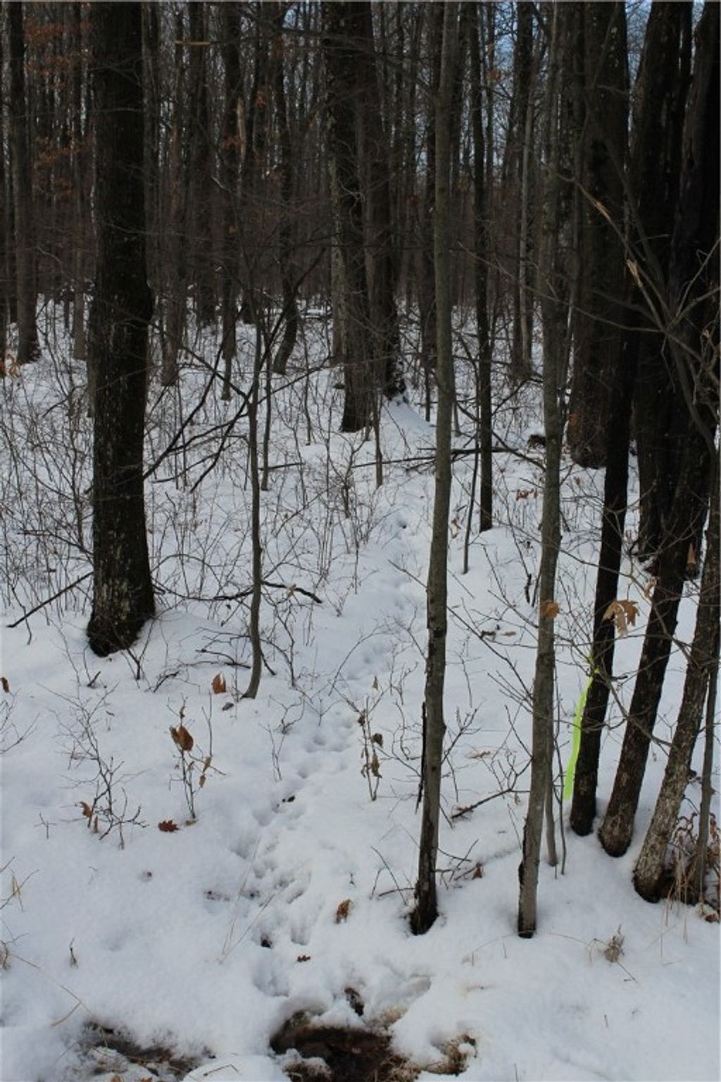 Photo of 000 Badger Avenue, Granton, WI 54436 (MLS # 1597787)