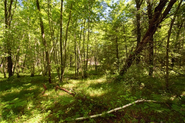 25227 KRUGER RD, WEBSTER, WI 54893 - Image 257def46fcbdf4f04691933272c5a4e6/1840938980