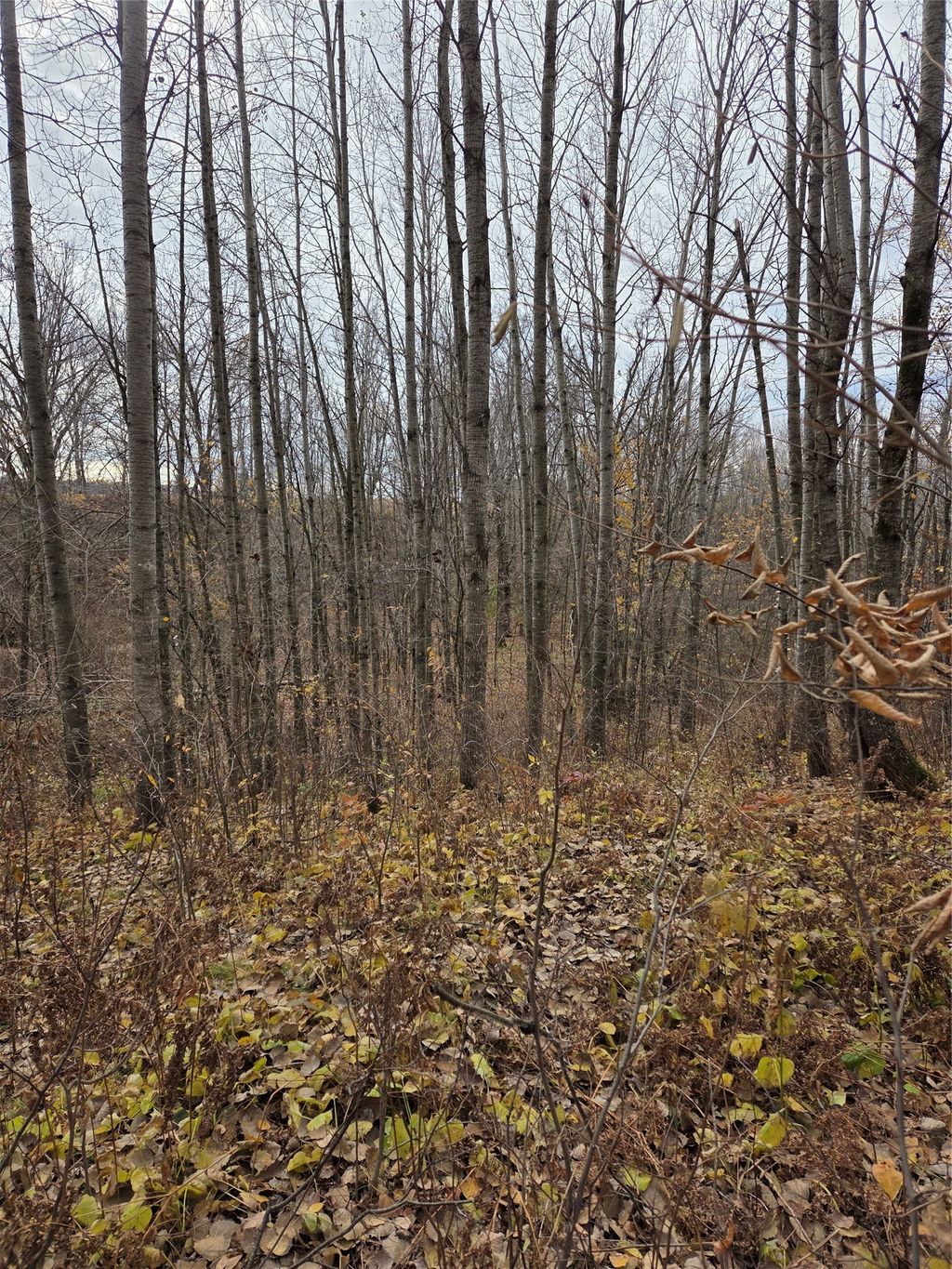 Photo of On Hwy 48, Rice Lake, WI 54868 (MLS # 1599815)