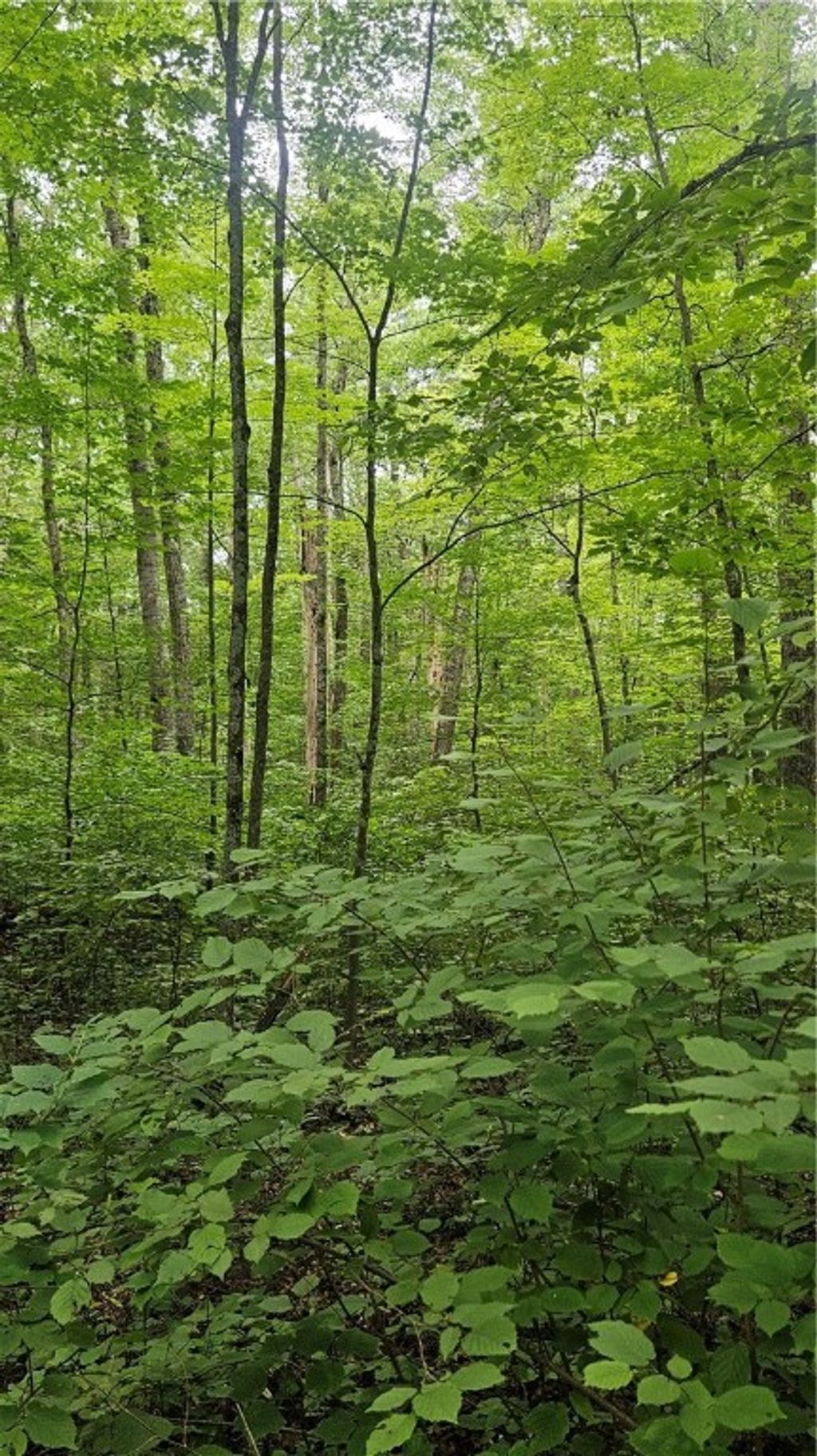 Photo of Lots 17, 18, 36-40 BLK 13 Dixon Ave, Hayward, WI 54843 (MLS # 1594813)