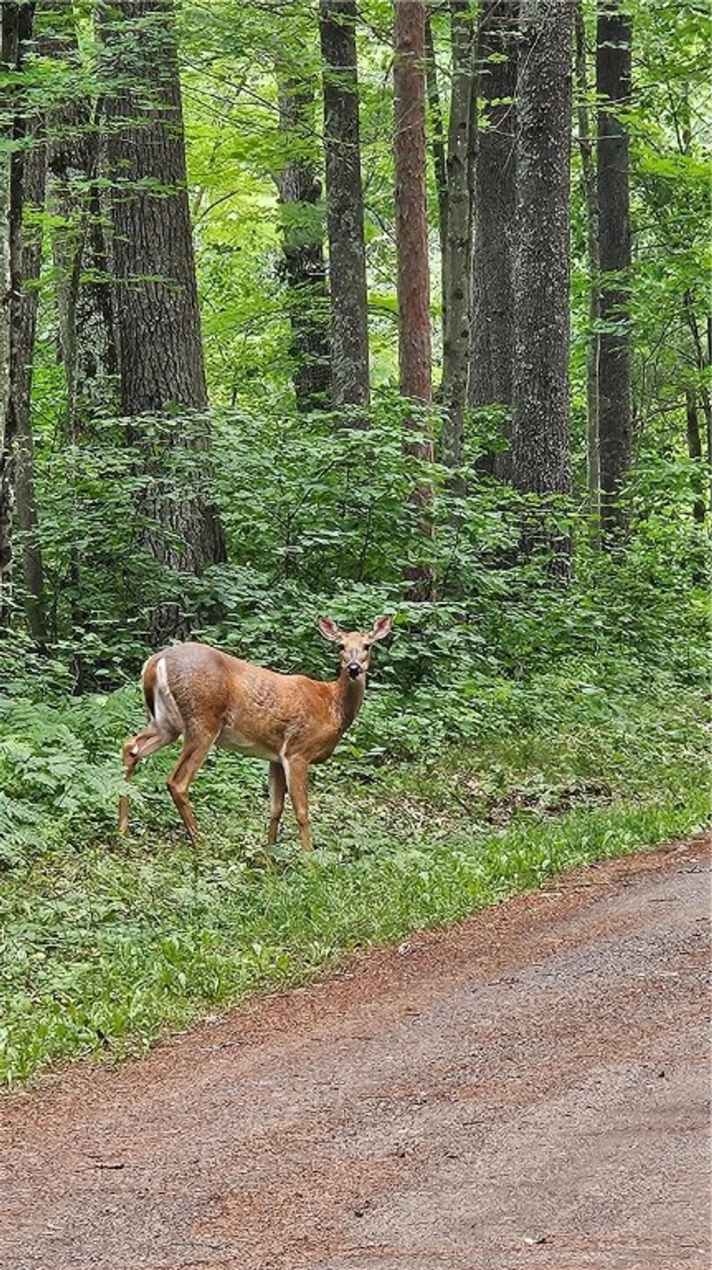 Photo of Lots 17, 18, 36-40 BLK 13 Dixon Ave, Hayward, WI 54843 (MLS # 1594813)