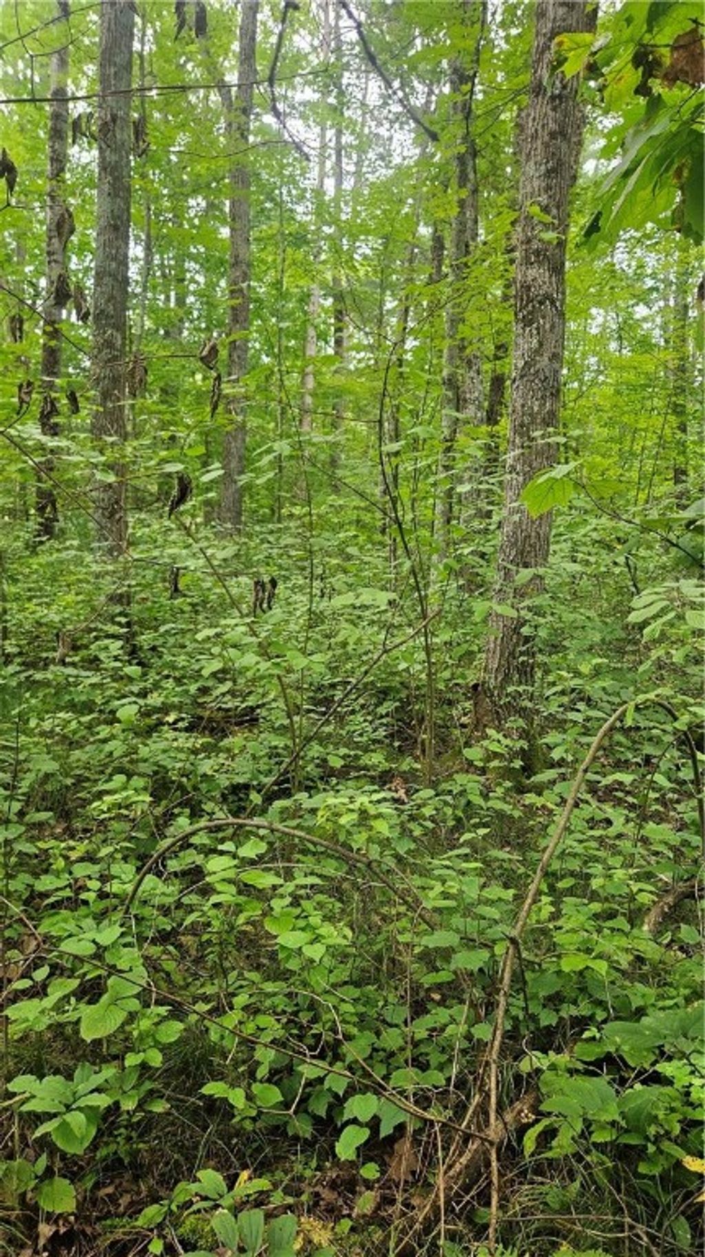 Photo of Lots 1-2, 34-40 BLK 2 County Road K, Hayward, WI 54843 (MLS # 1594819)