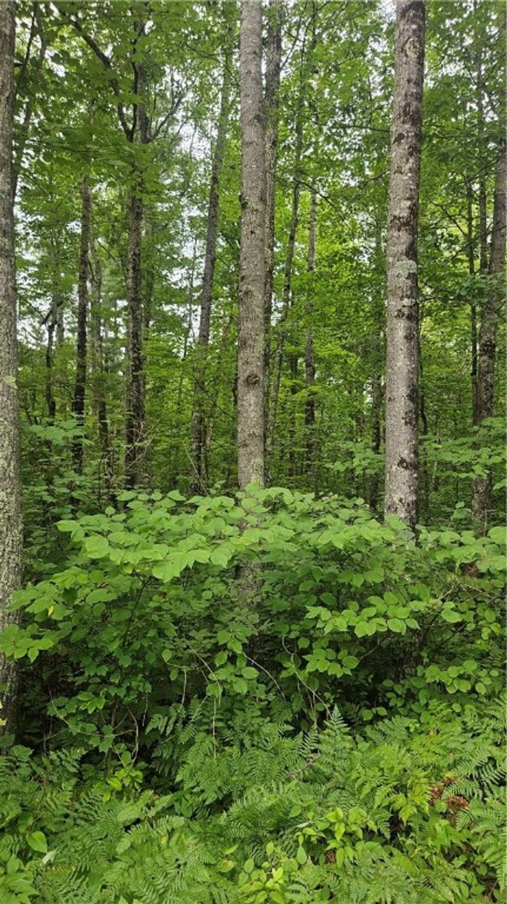 Photo of Lots 1-2, 34-40 BLK 2 County Road K, Hayward, WI 54843 (MLS # 1594819)