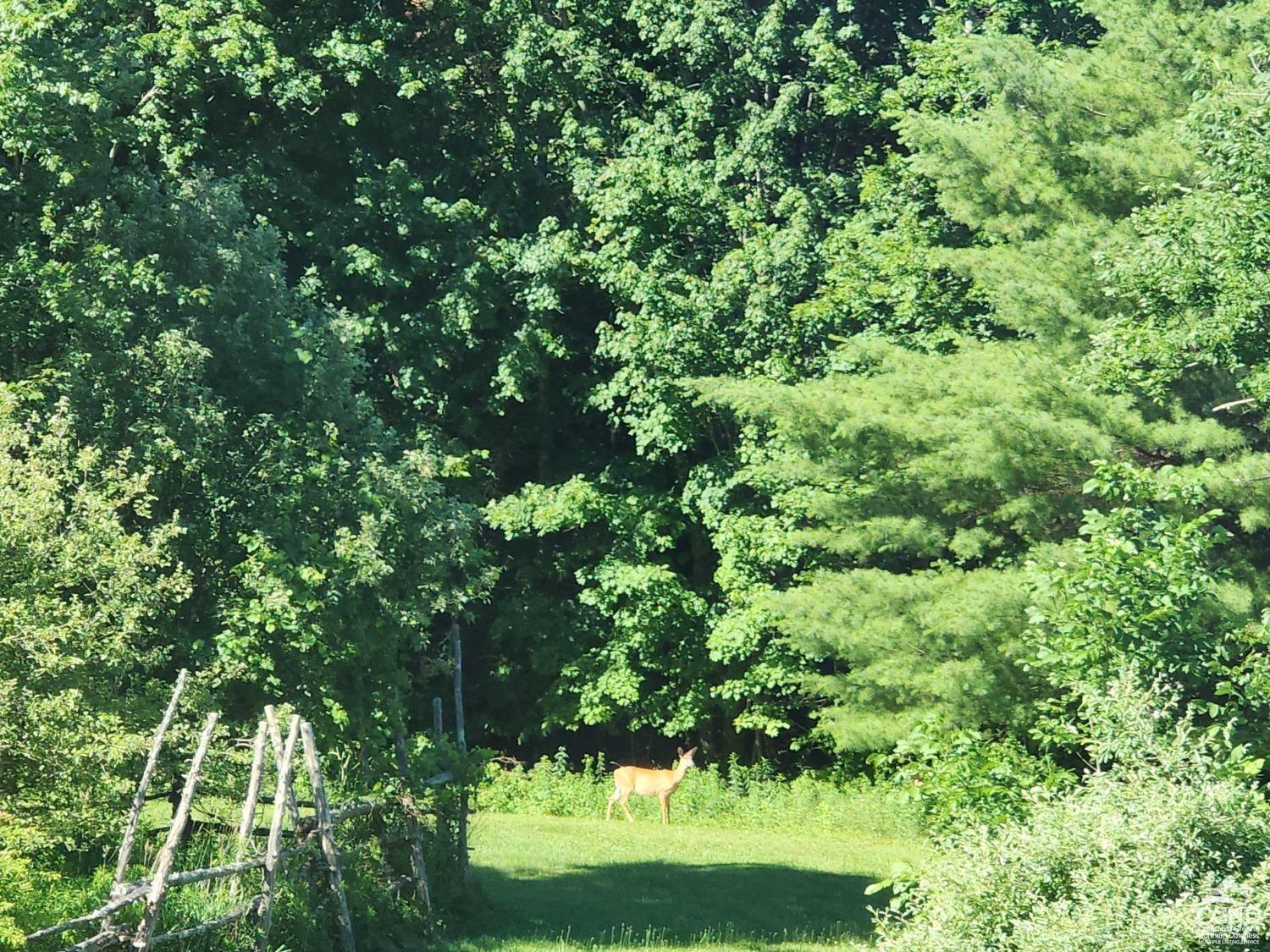 199 County Route 13, Lexington, New York image 16