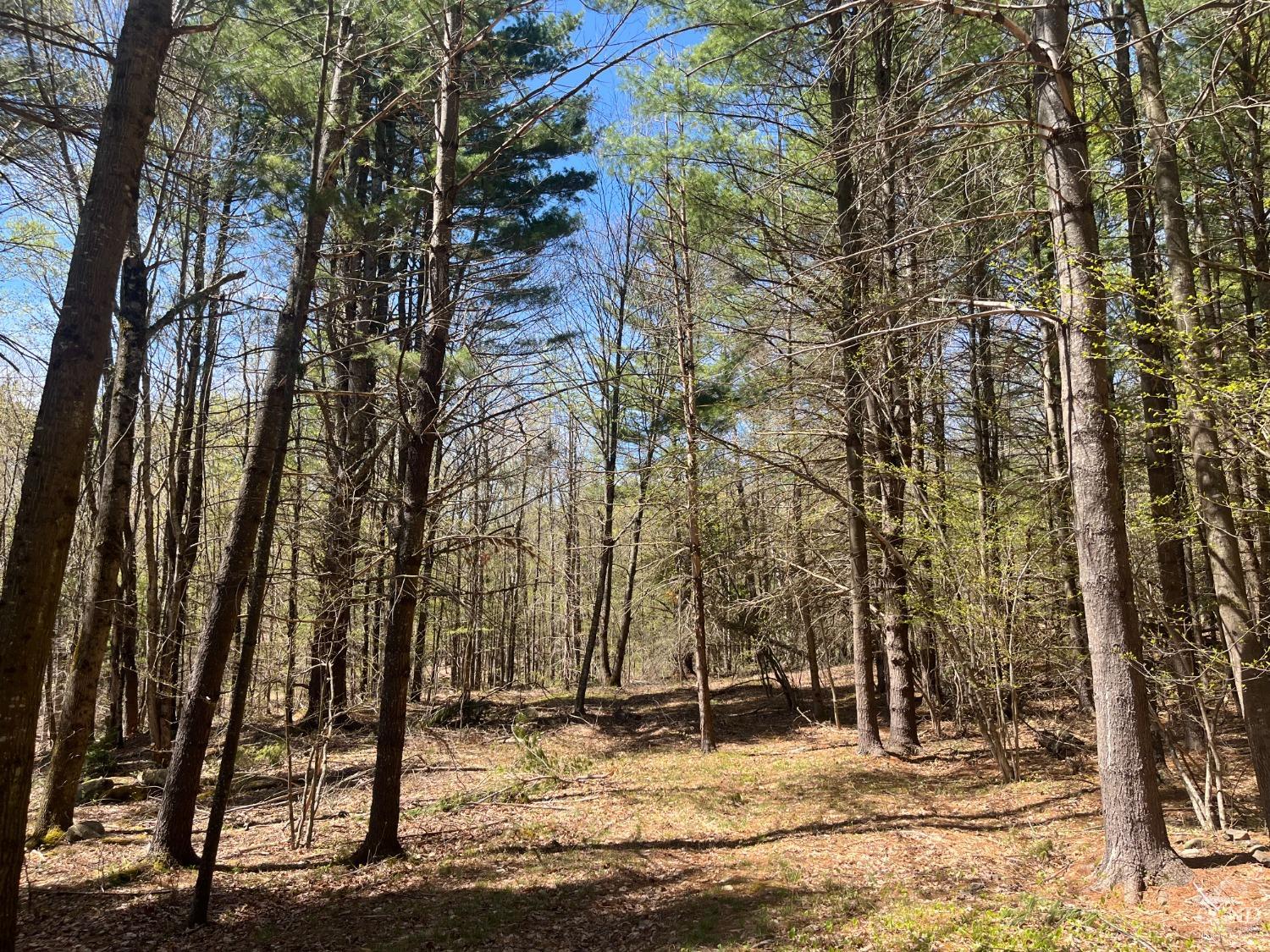 203 Overlook Drive Dr, Jewett, New York image 42
