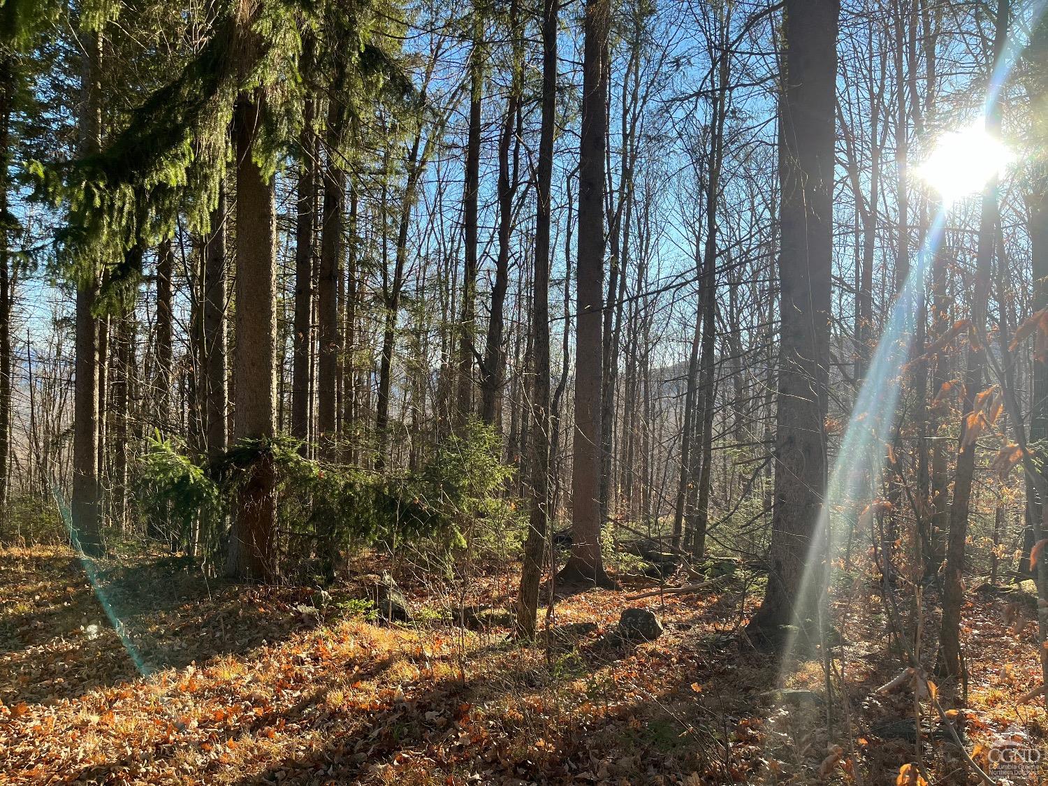 Off Mount Pisgah Road, Windham, New York image 7