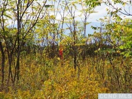 134 S Lockwood Ave, Livingston, New York image 1
