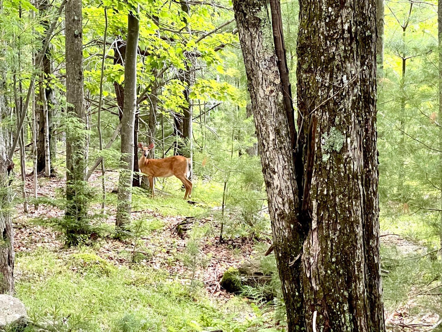 Tower Mtn Road, Jewett, New York image 3