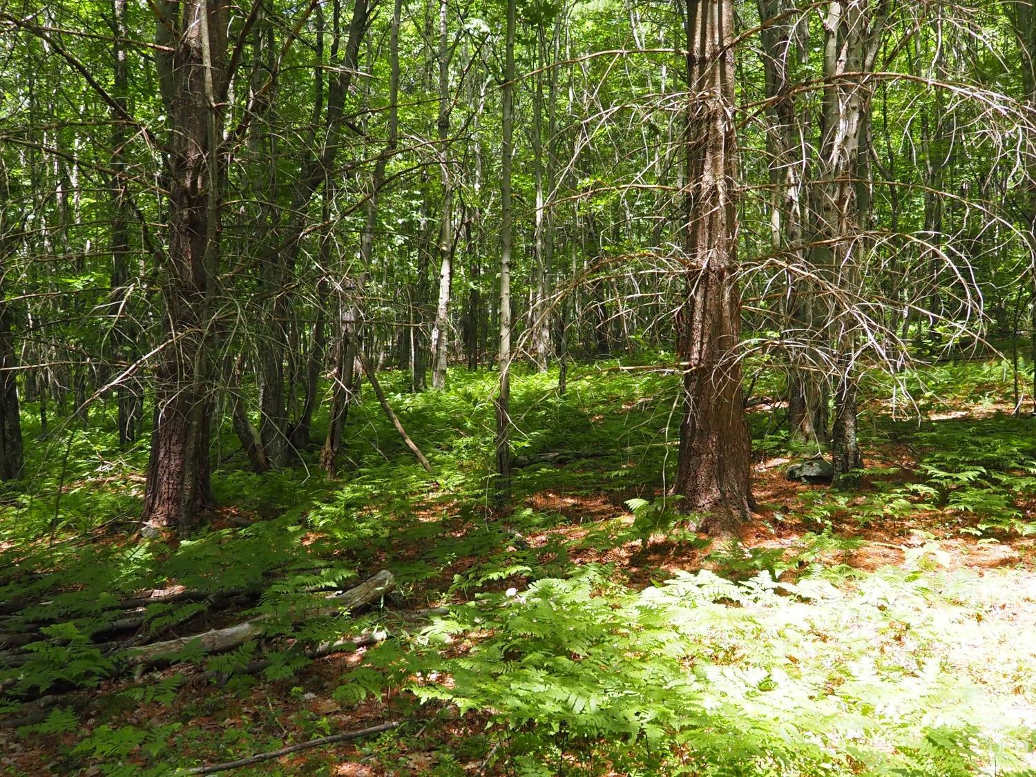 Scribner Hollow Road, Hunter, New York image 13